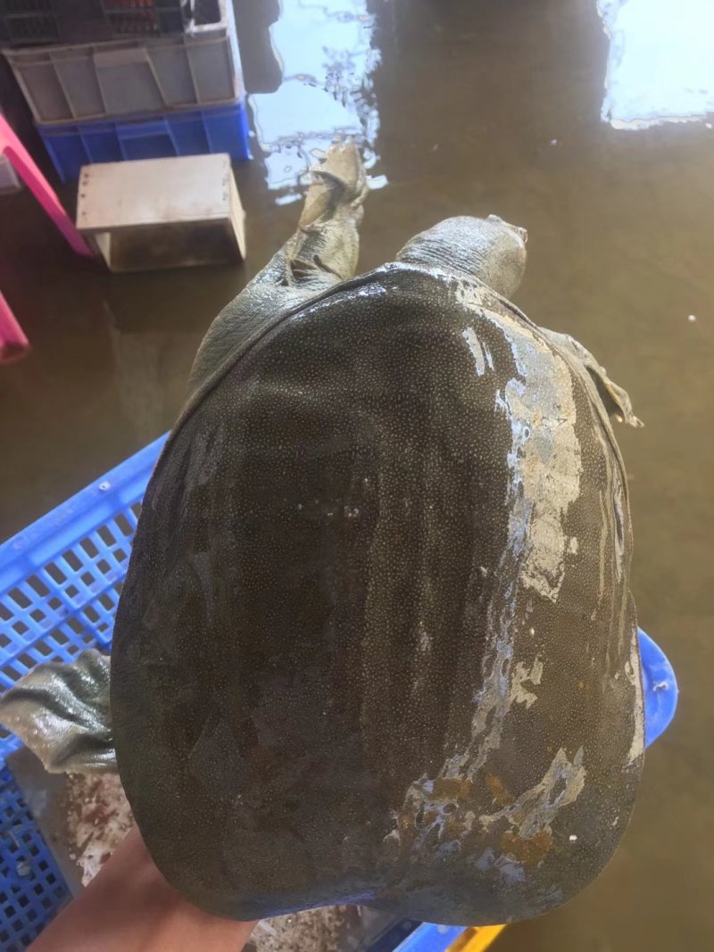 生态甲鱼