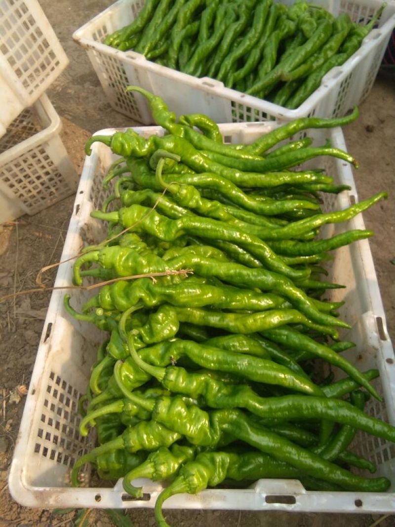 陇椒﹥20厘米瑞克斯旺