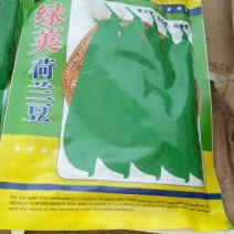 荷兰豆种子