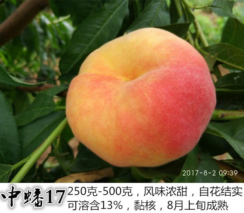 桃树苗秋彤桃苗中油17蟠桃苗春丽桃苗中油19桃