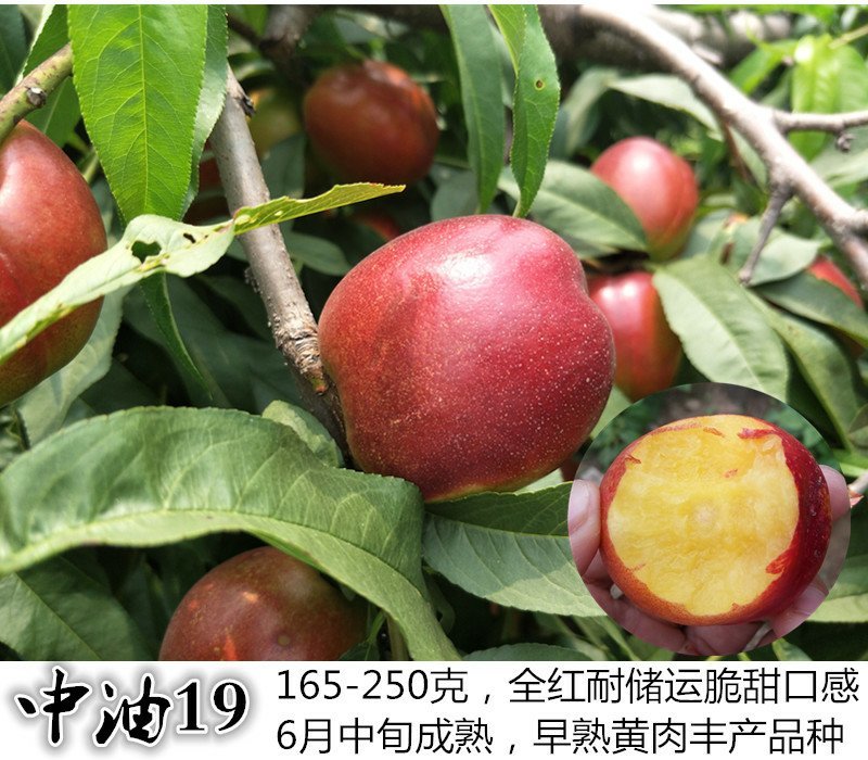 桃树苗秋彤桃苗中油17蟠桃苗春丽桃苗中油19桃
