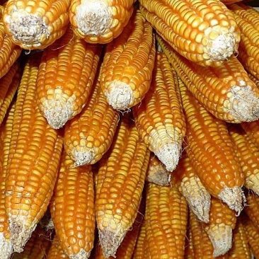 好玉米