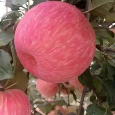 长富富士苹果口感脆甜水份足