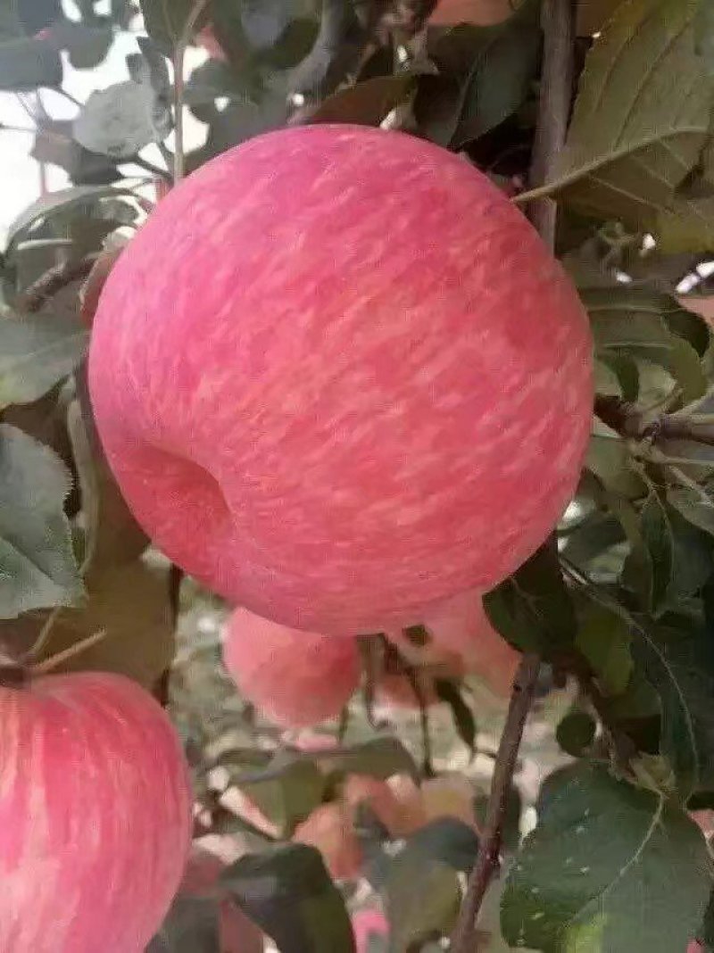 长富富士苹果口感脆甜水份足
