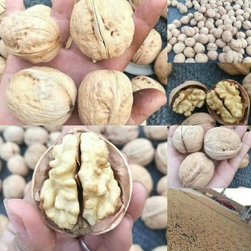 新疆阿克苏185纸皮核桃,上等品质,三公斤100元包邮