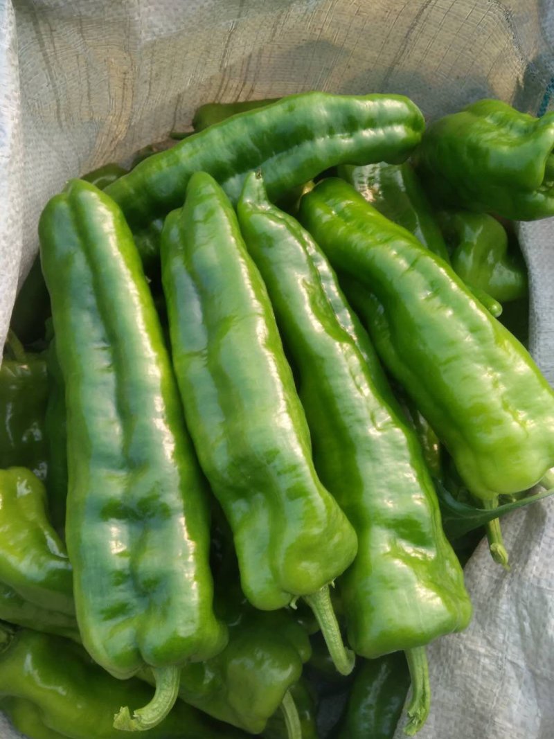 大辣椒