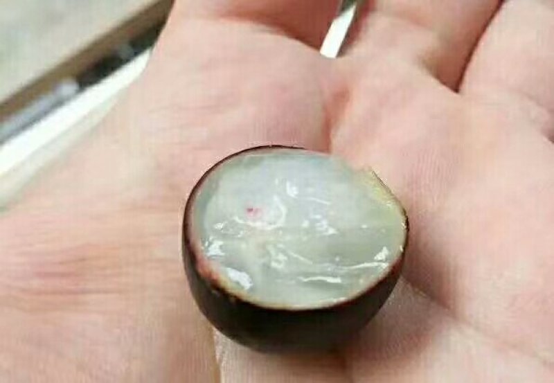 嘉宝果树苗1年