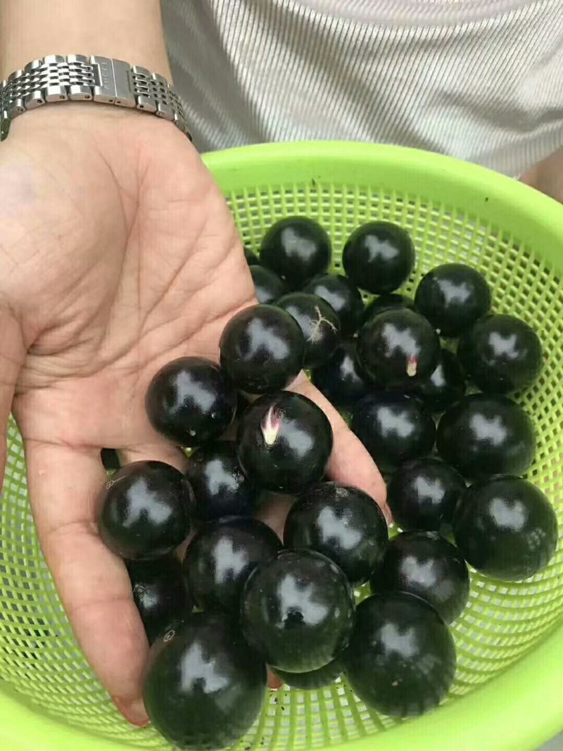 嘉宝果树苗1年
