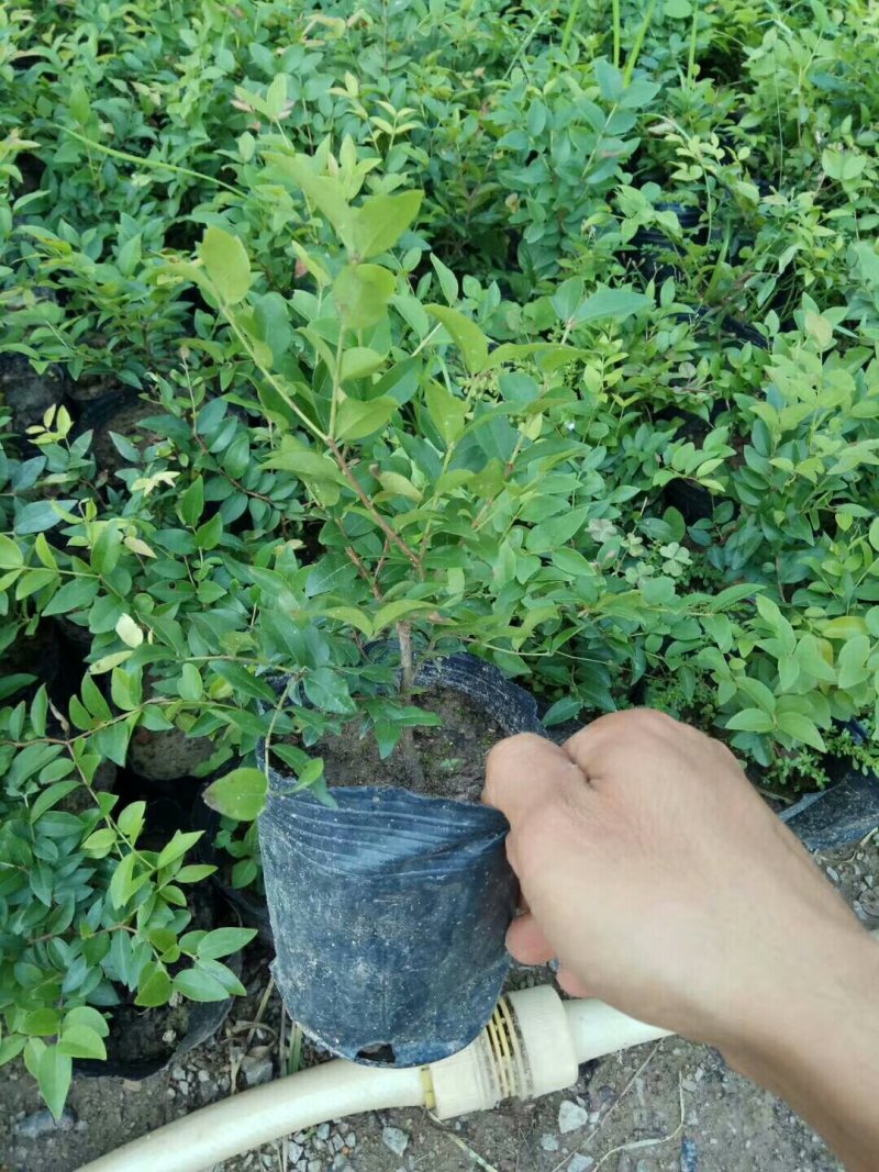 嘉宝果树苗1年