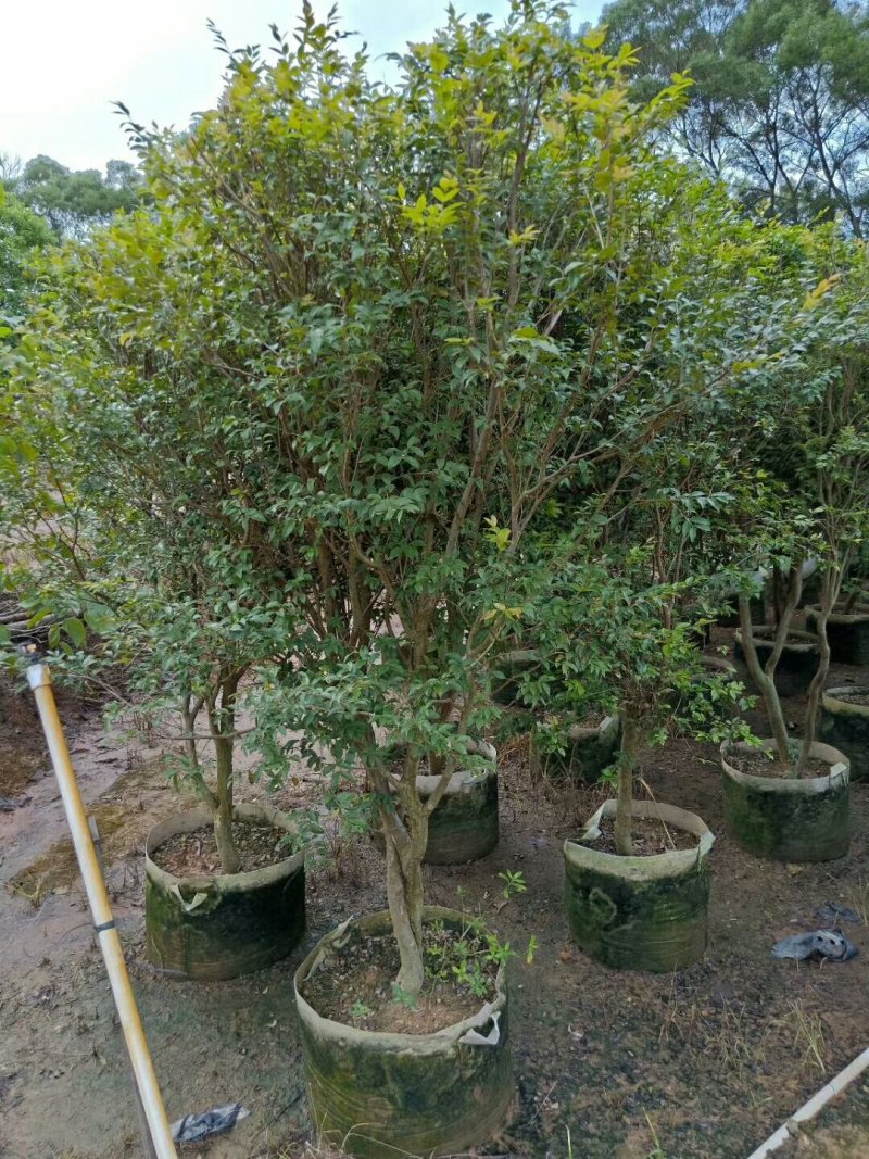 嘉宝果树苗1年