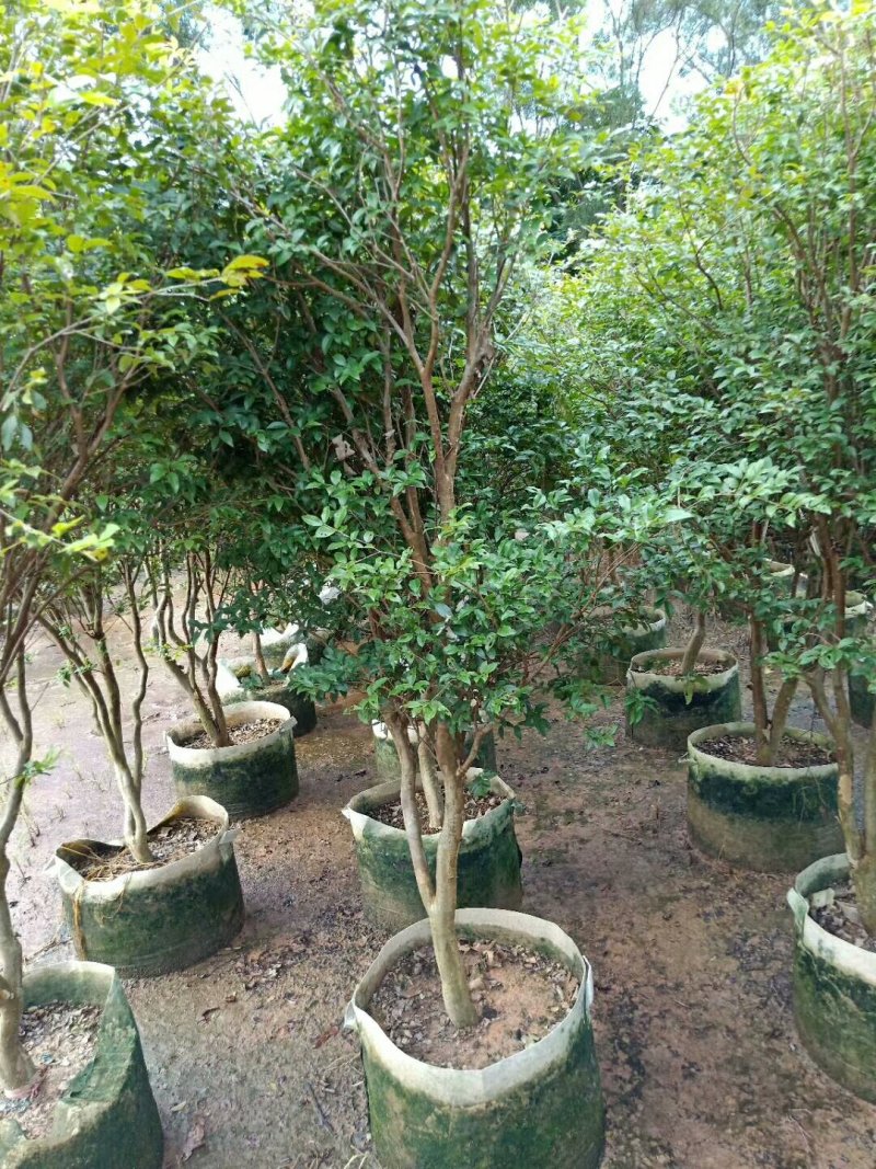 嘉宝果树苗1年