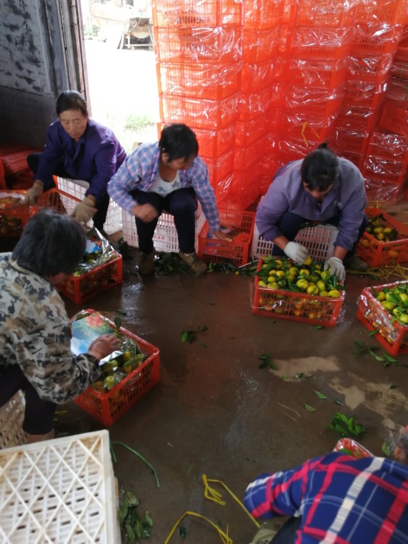 新余蜜桔：出口货高端市场国内客户！诚信为本！