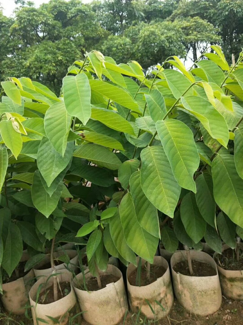 番荔枝苗50~80cm