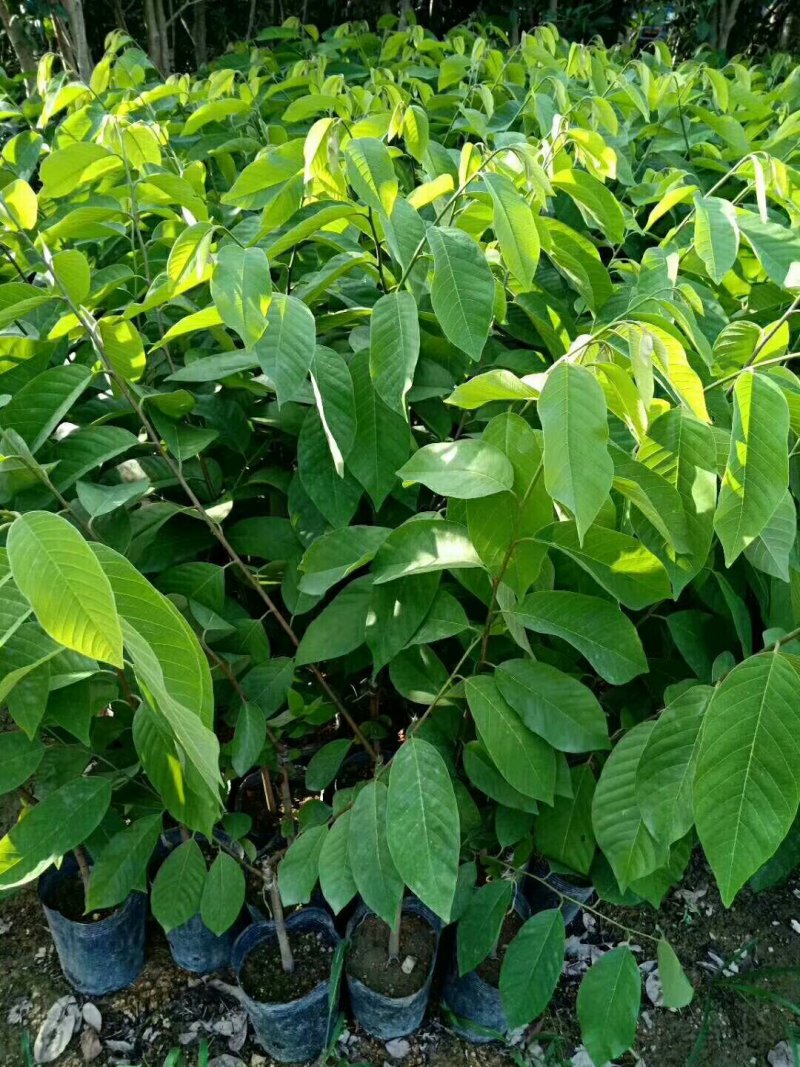 番荔枝苗50~80cm