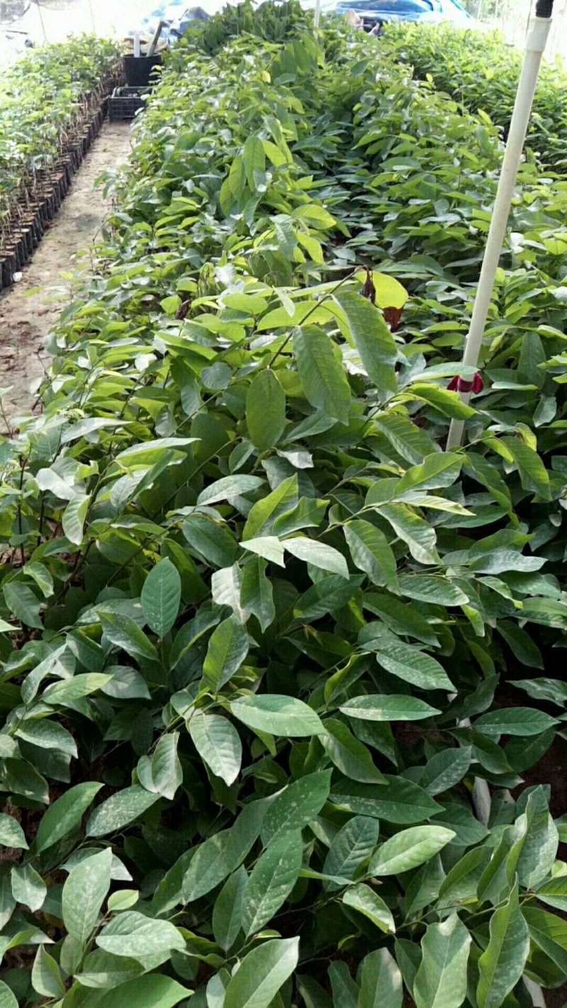 番荔枝苗50~80cm
