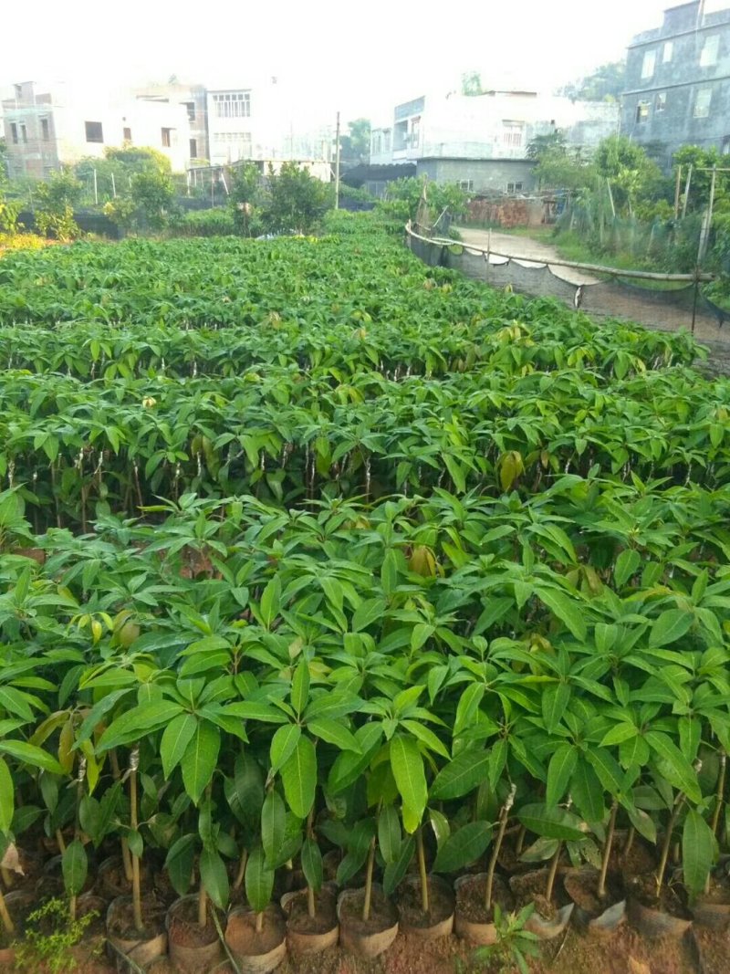 芒果树苗