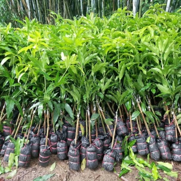 芒果树苗