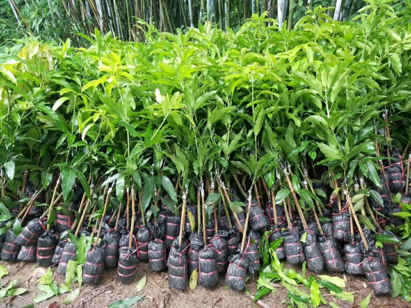 芒果树苗