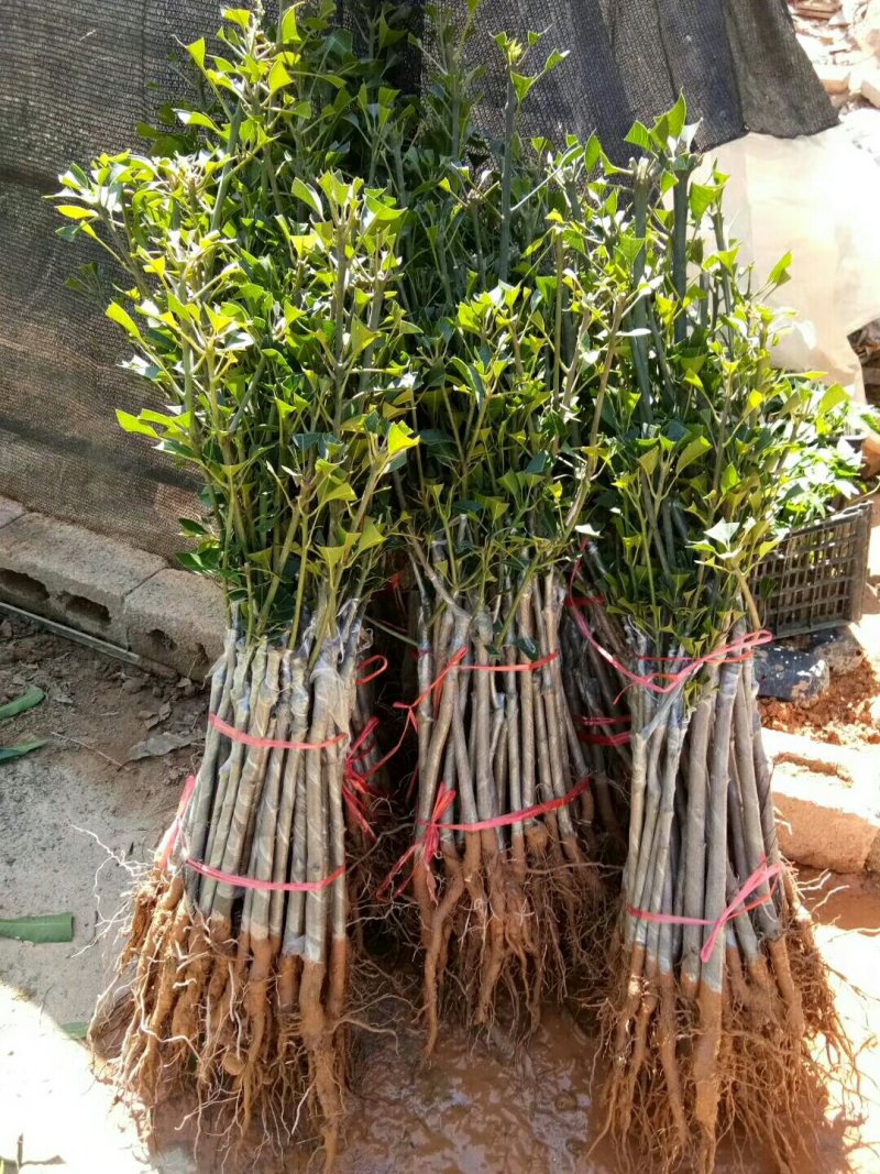 芒果树苗