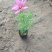 波斯菊