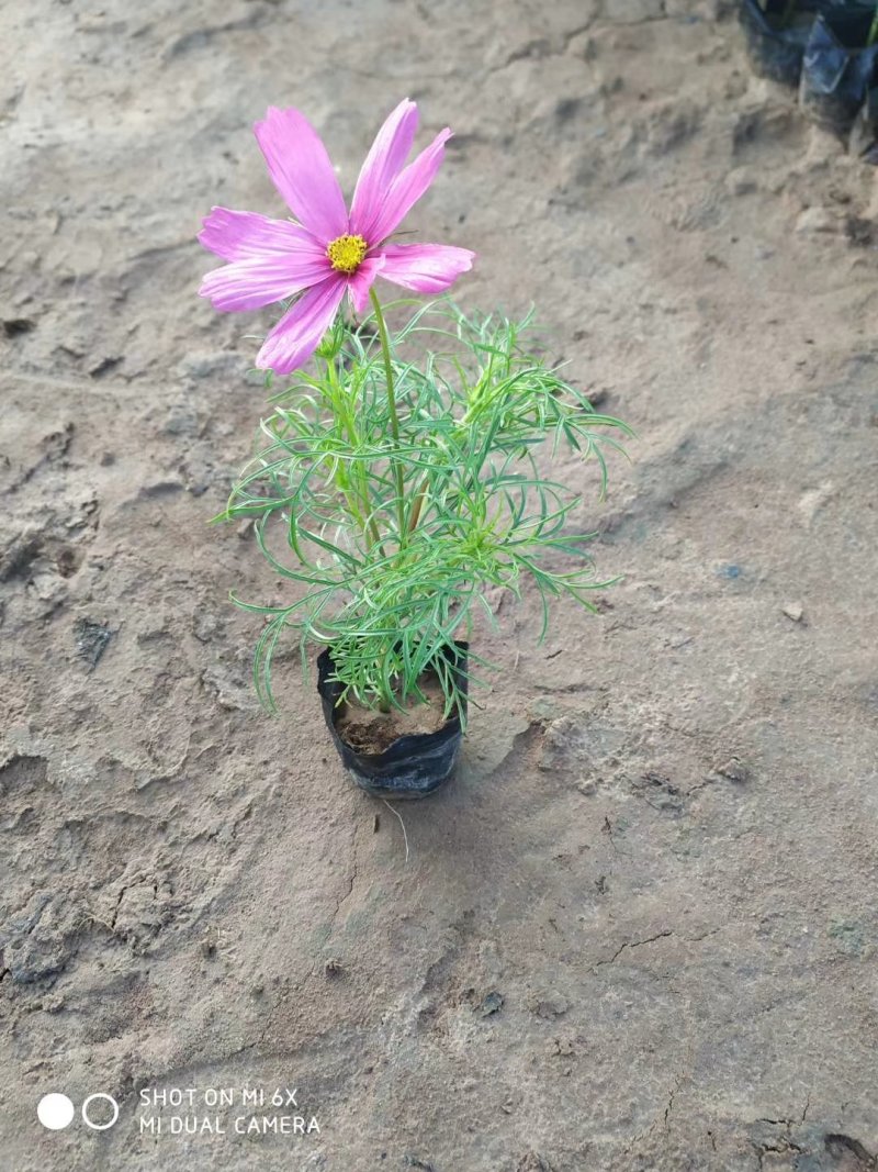 波斯菊