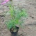 波斯菊