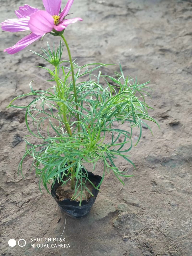 波斯菊