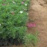 波斯菊