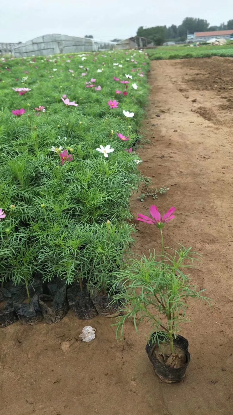 波斯菊