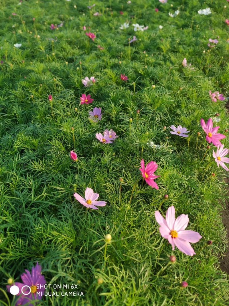 波斯菊