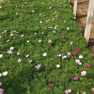 波斯菊