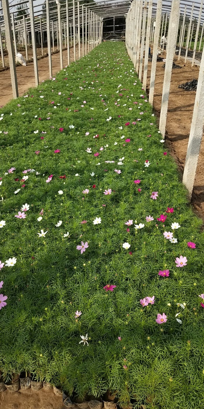 波斯菊