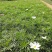 波斯菊