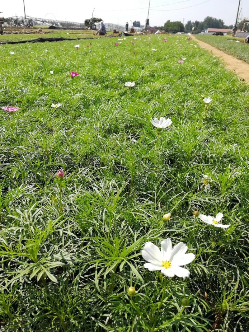 波斯菊