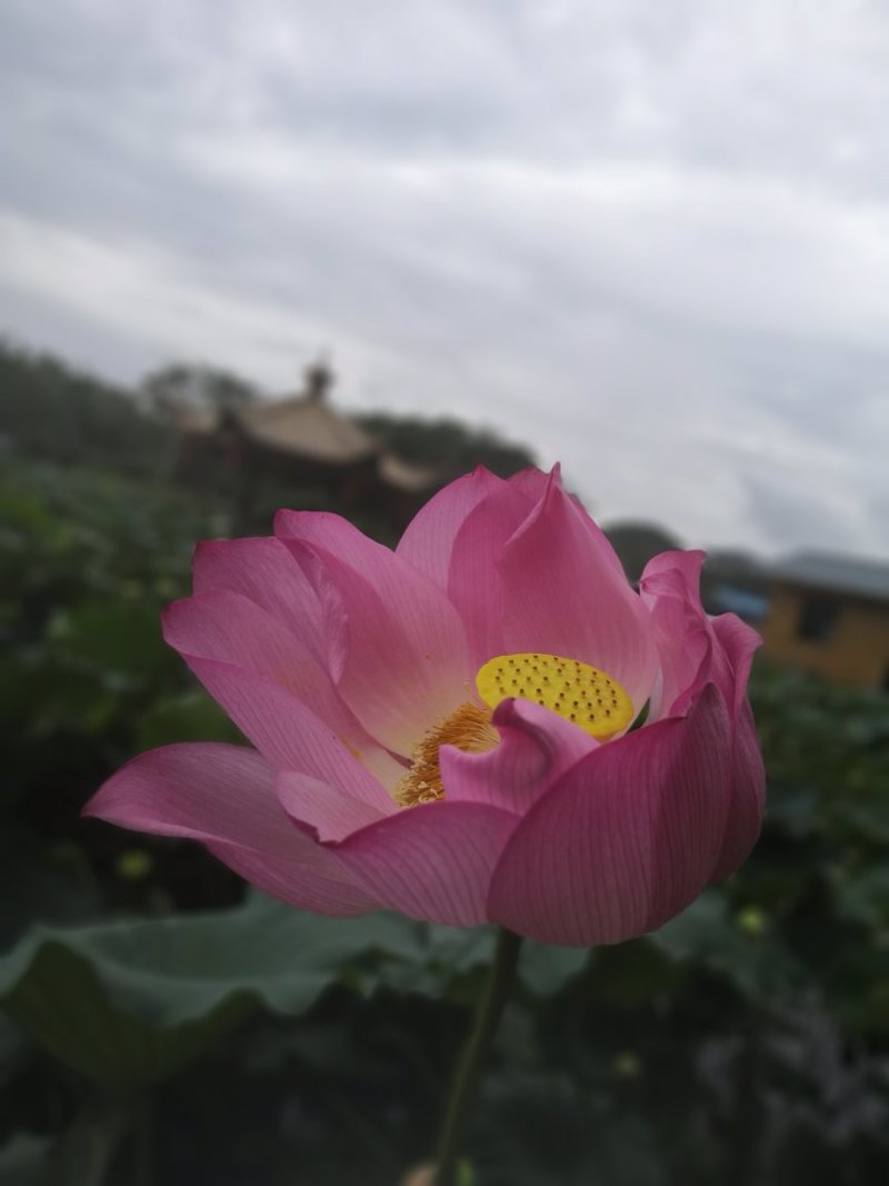 供应荷花种苗，太空莲36号荷花种子，莲子种苗，莲子种子