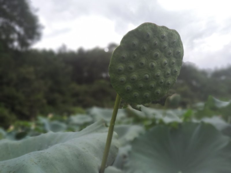 供应荷花种苗，太空莲36号荷花种子，莲子种苗，莲子种子