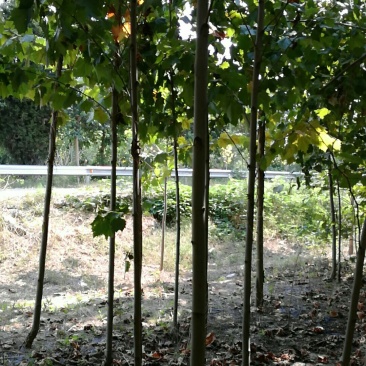 大量供应3-----5公分法桐小苗