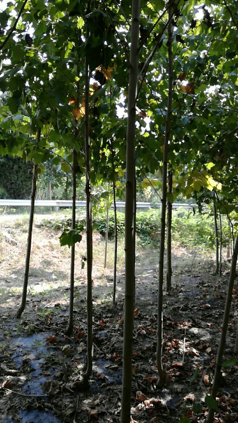 大量供应3-----5公分法桐小苗