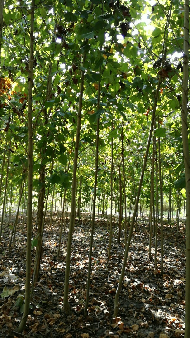 大量供应3-----5公分法桐小苗