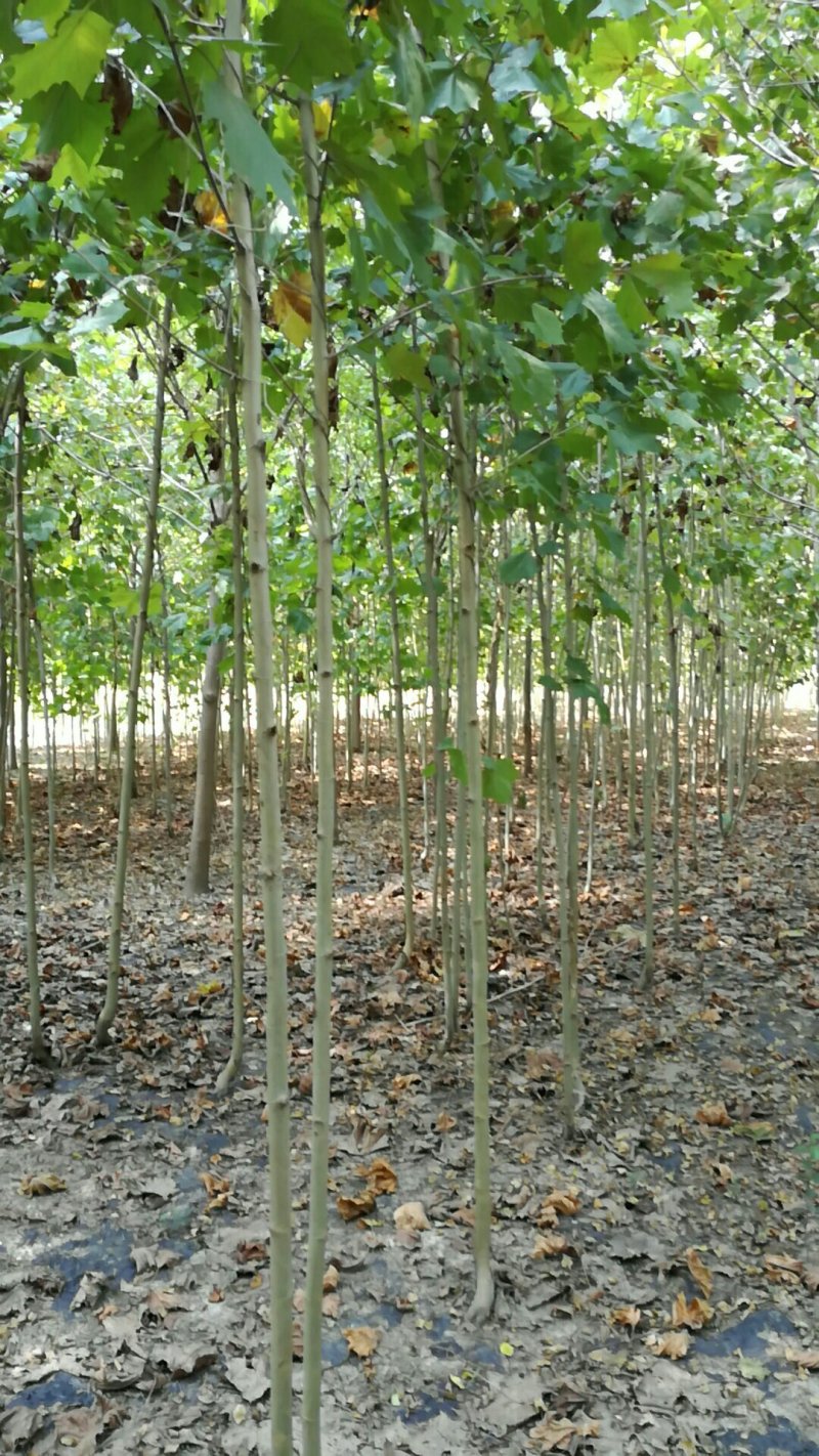 大量供应3-----5公分法桐小苗