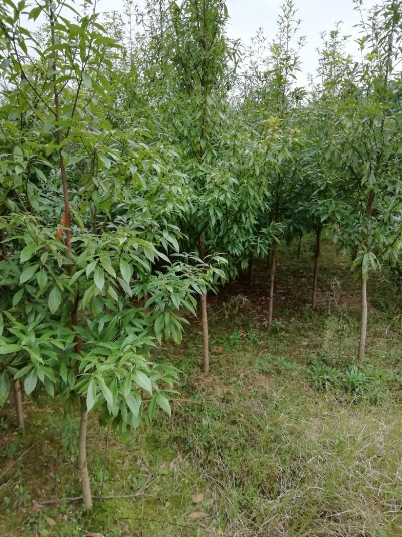 小叶桢木南