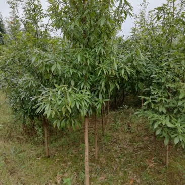 小叶桢木南