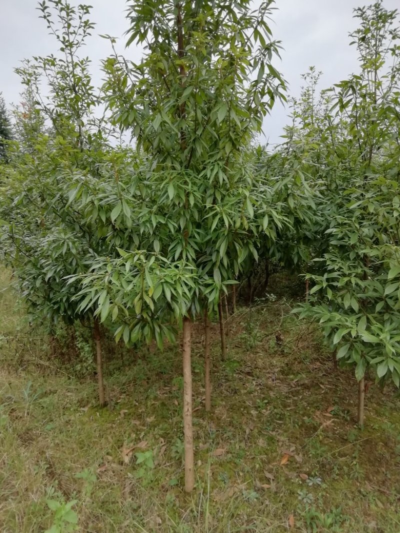 小叶桢木南