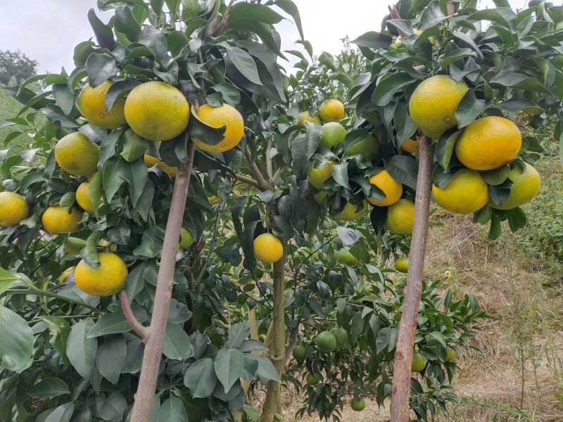 脐橙杯苗柑橘杯苗30公分以上