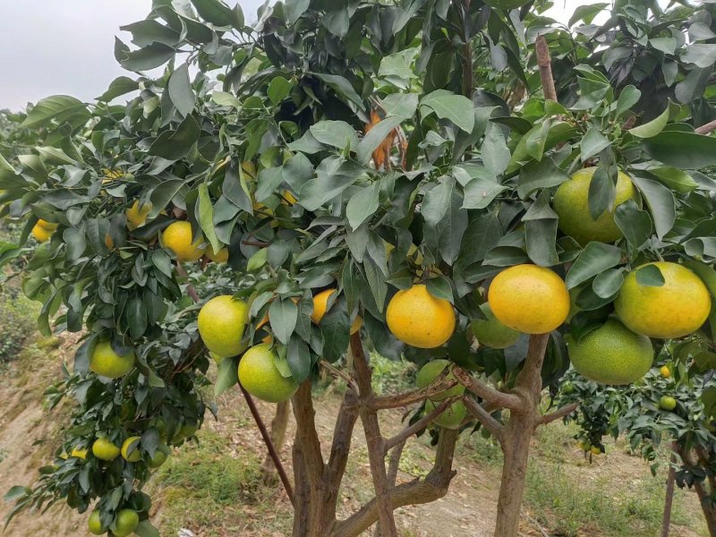 脐橙杯苗柑橘杯苗30公分以上