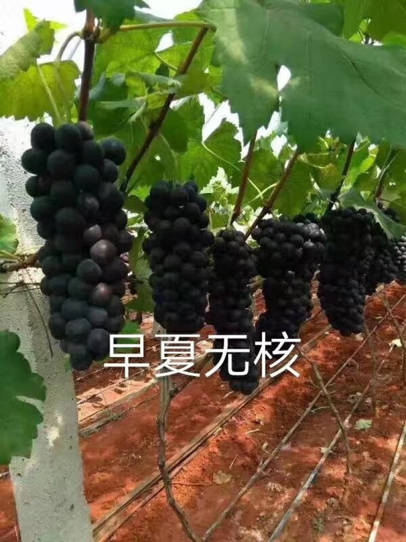 早夏无核葡萄苗保证纯度保证成活率