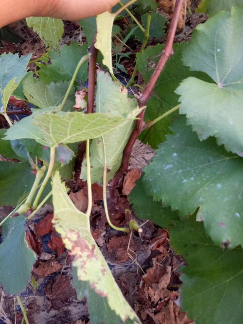 早夏无核葡萄苗保证纯度保证成活率