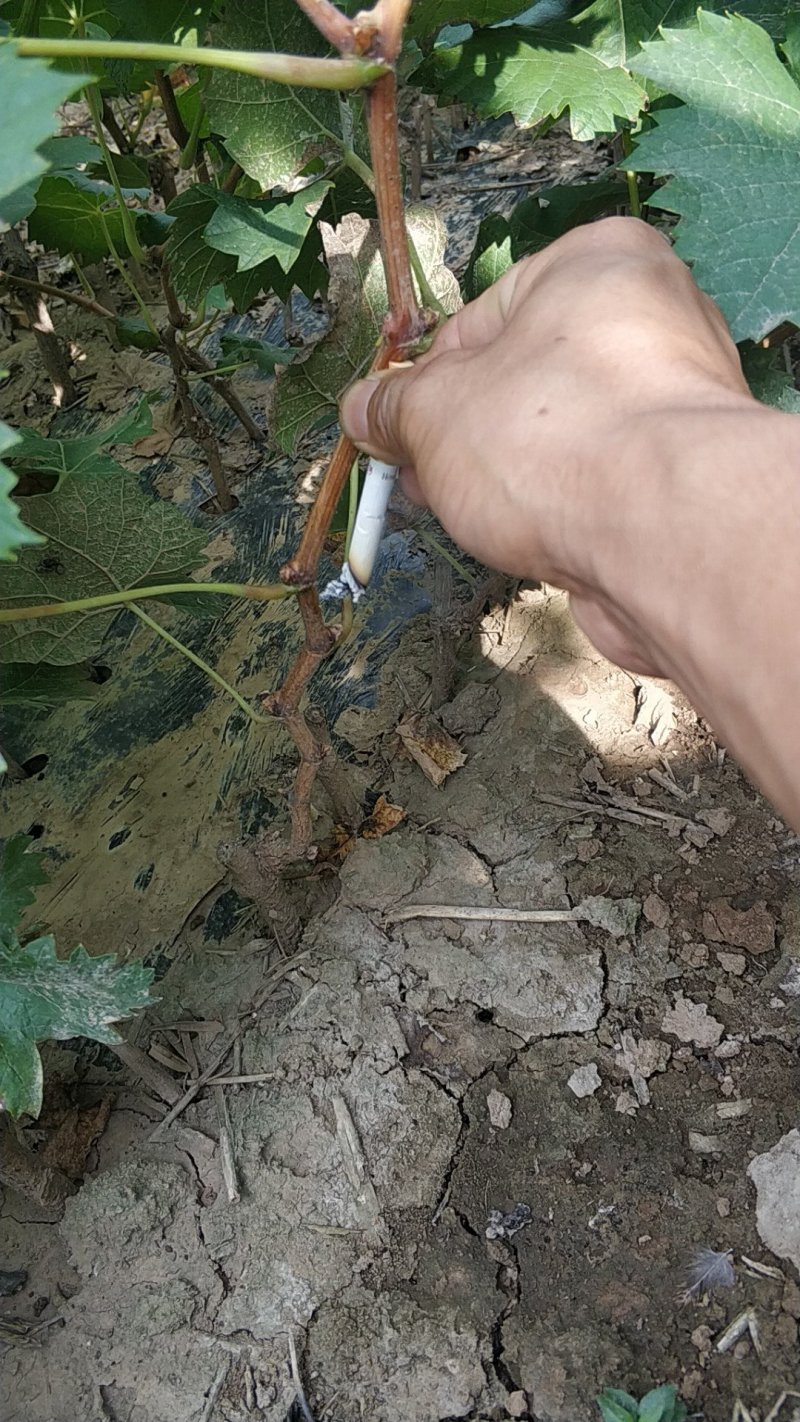 早夏无核葡萄苗保证纯度保证成活率
