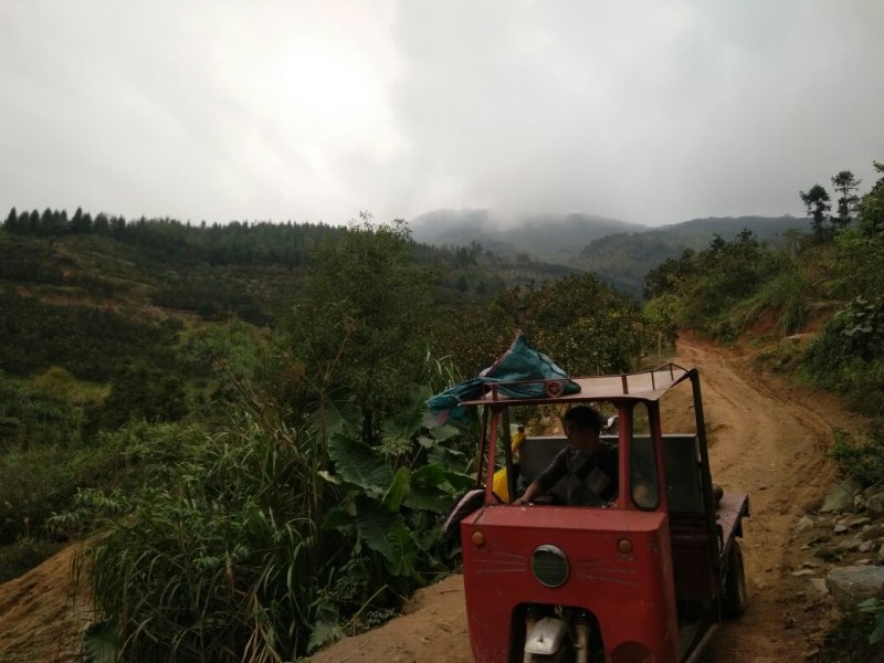 黑番鸭