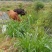 本地黄牛